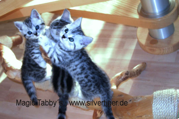 BKH-BSH-Kitten classic spotted